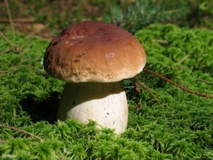 белые грибы купить оптом